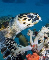 Turtle eating some softcorals at Yolanda reef, Ras Mohame... by Nikki Van Veelen 